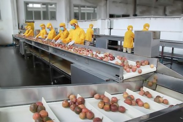 如何选取优质的果汁加工原料？