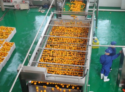 橙柑橘柠檬加工生产线